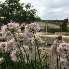 Pollinator plants with seeds