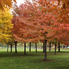 Campus Grove trees with autumn folliage