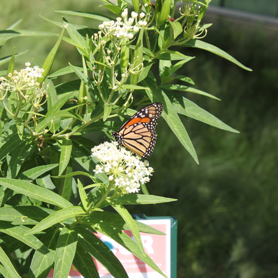 Butterfly on native plant flower