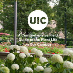 Flowers with UIC logo and statement