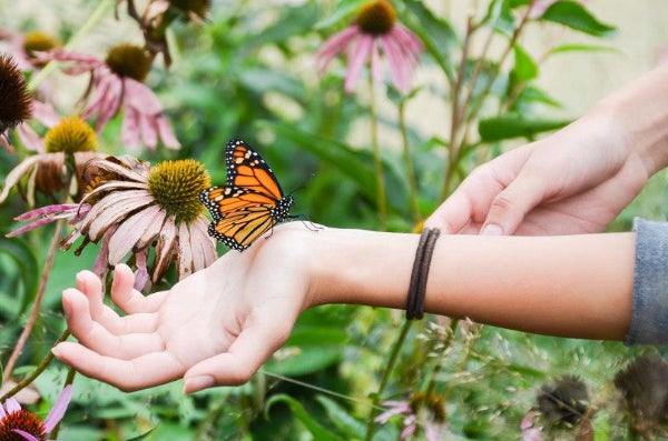 butterly on hand